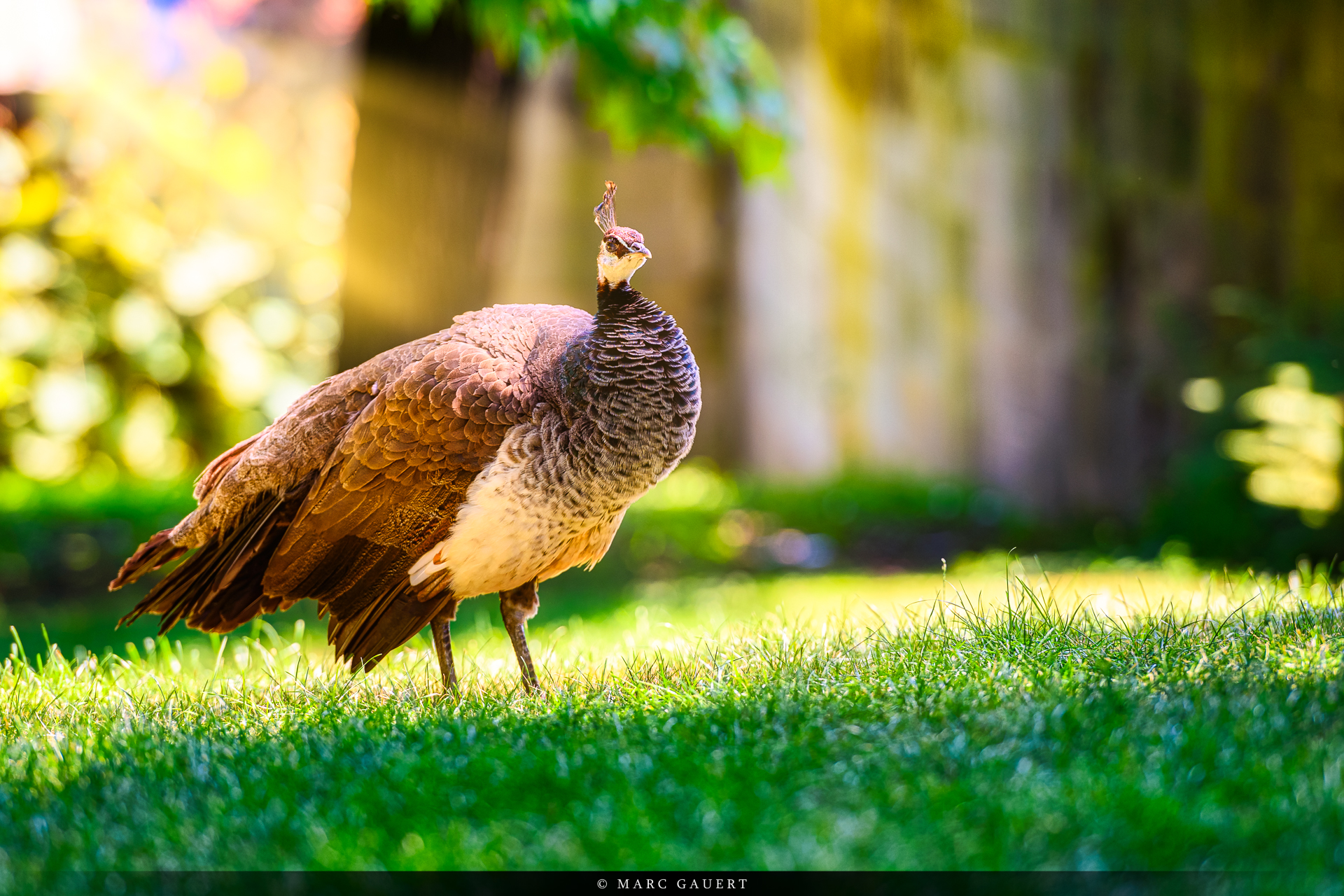  MGP5394 Luminar4 edit Copyright HD inkl. Copyright